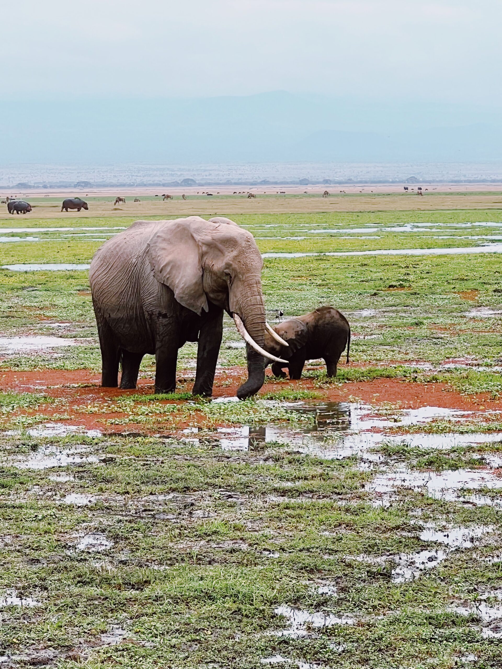 mother and baby elephant eating in africa